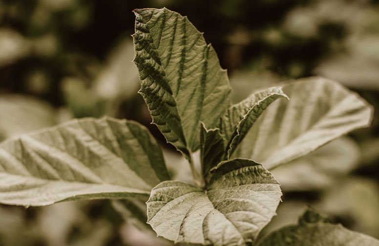 Blatt der Psoralea Corylifolia Pflanze, auch bekannt als Babchi, symbolisiert Bakuchiol, einen natürlichen Wirkstoff in der Hautpflege von RAU Cosmetics.