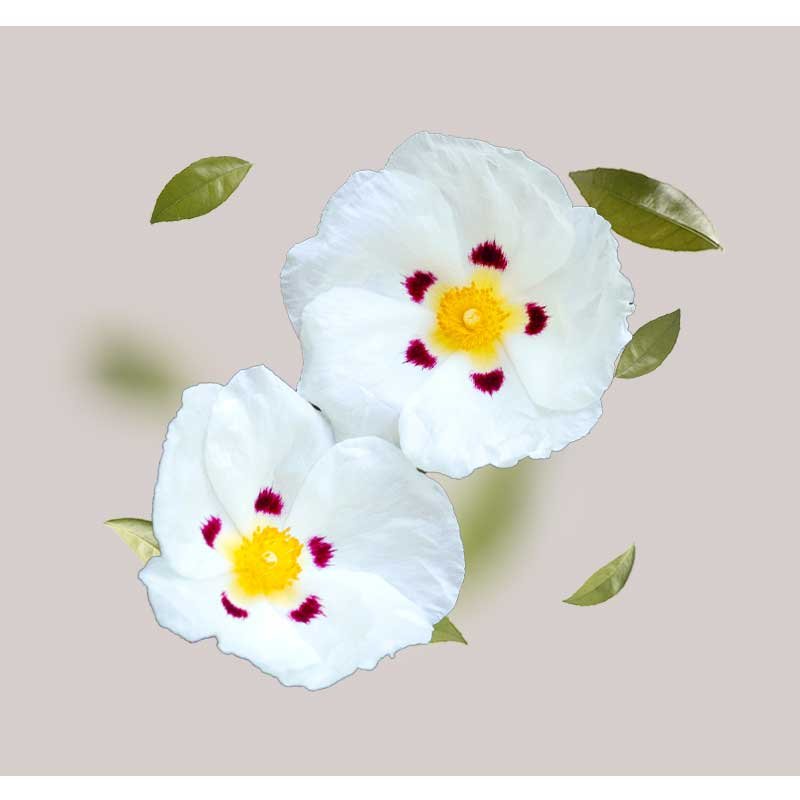 Zwei weiße Zistrosenblüten mit gelbem Zentrum und roten Akzenten, umgeben von grünen Blättern, auf einem neutralen Hintergrund, repräsentieren die Hauptbestandteile des RAU Stem Cell Serums für reife Haut.