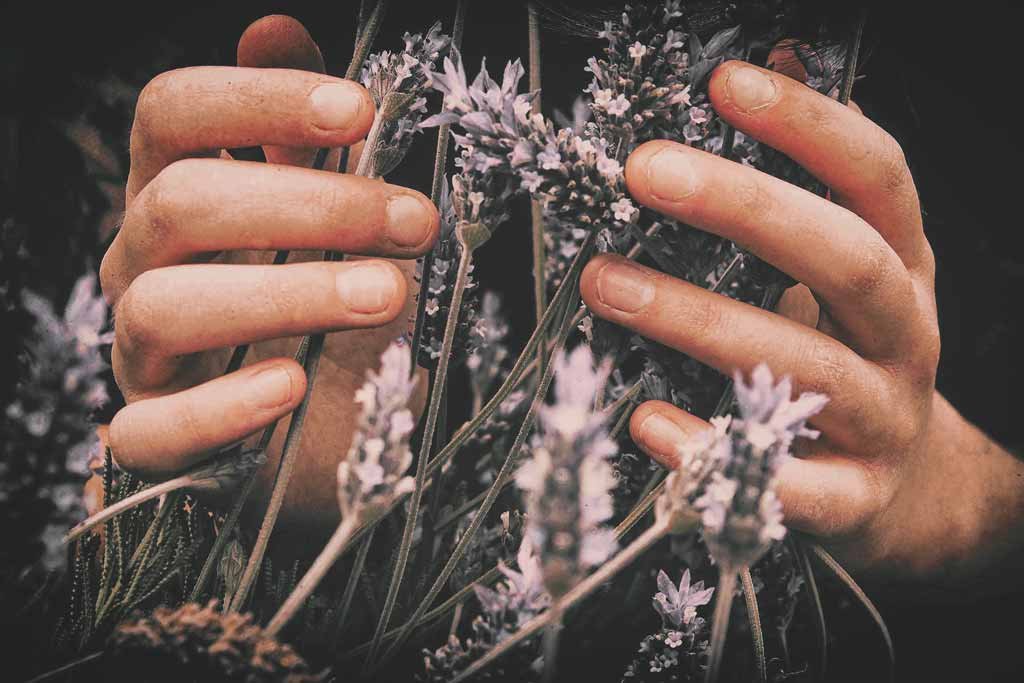 Hände, die zarte Lavendelblüten halten, symbolisieren natürliche Inhaltsstoffe und Hautpflege in der Naturkosmetik.