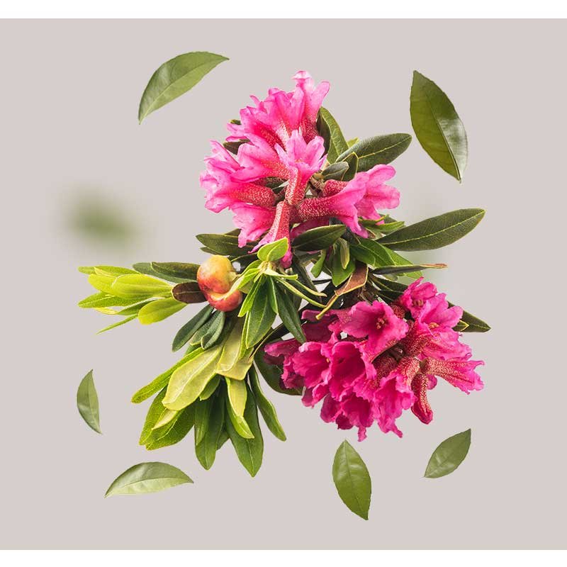 Alpenrosenextrakt – Nahaufnahme der zarten, rosafarbenen Blüten der Alpenrose (Rhododendron ferrugineum), die in den Schweizer Alpen wächst.