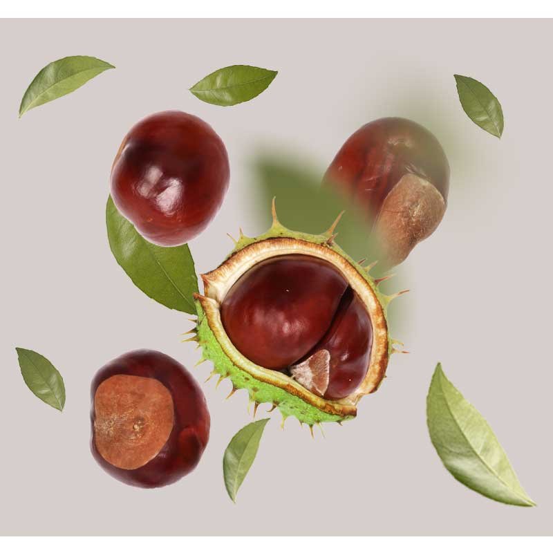 Rosskastanie und Blätter, Darstellung von Kastanienfrüchten, Hauptbestandteil des Anti-Rötungen Couperose Serums für sensitive Haut.