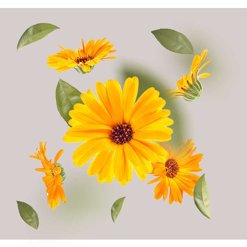 Ringelblumenblüten und Blätter auf neutralem Hintergrund, symbolisieren beruhigende Inhaltsstoffe für das Anti Redness Couperose Serum von RAU Cosmetics.