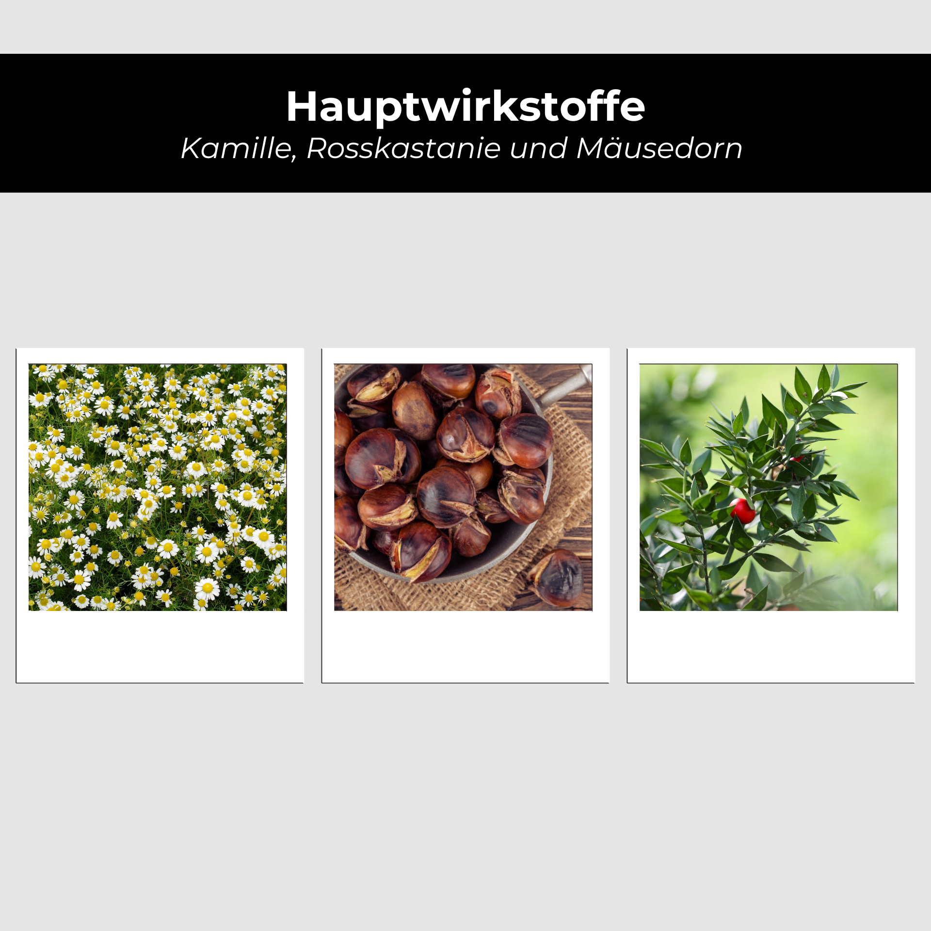 Kräuter, Pflanze, Nuss, Produzieren, Gemüse