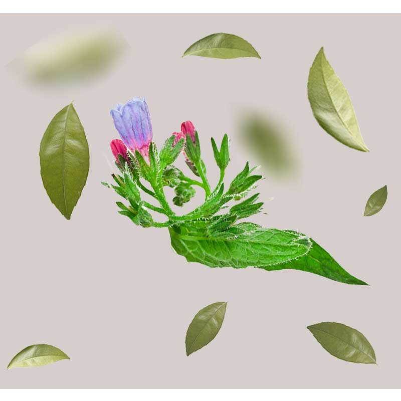 allantoin Blühende Pflanze mit violetten und rosa Blüten, umgeben von grünen Blättern, die die natürlichen Inhaltsstoffe in den Hautpflegeprodukten von RAU Cosmetics repräsentieren.